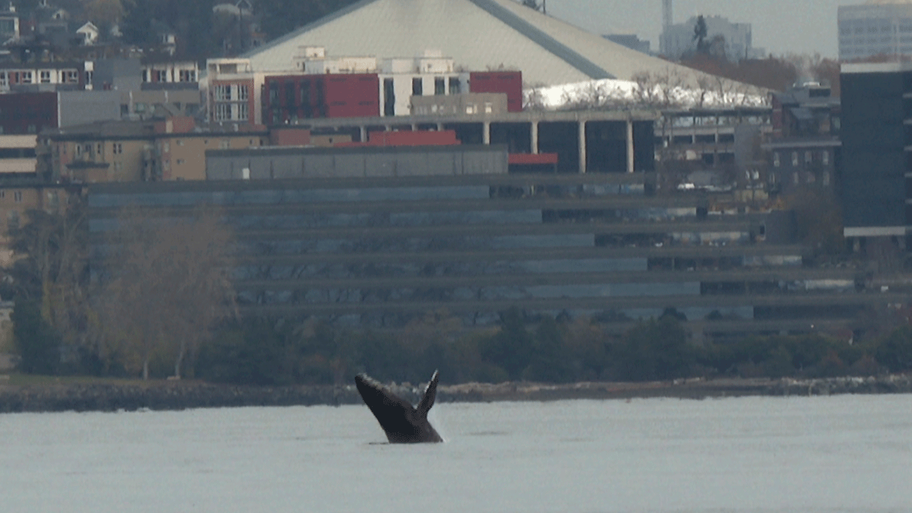 Calf of humpback whale 'Smiley' delights Seattle residents with Elliott Bay visit