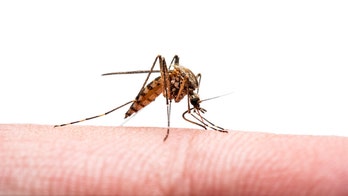 First vaccine for chikungunya virus, an 'emerging global health threat,' gets FDA approval