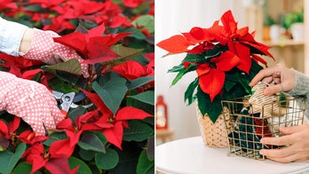 How to care for poinsettias: A smart guide to the popular Christmas flower
