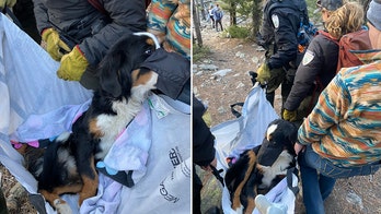 Colorado hikers find lost dog on mountain trail 2 months after pet went missing