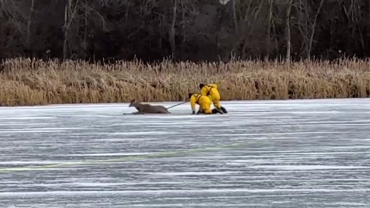 Firefighters pushing buck off of ice