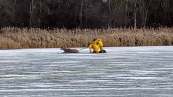 Watch: Michigan firefighters make daring rescue on thin ice to retrieve stranded deer