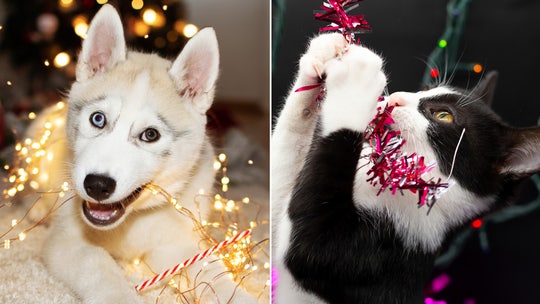 These holiday decorations and treats could pose a threat to pets, veterinarians warn