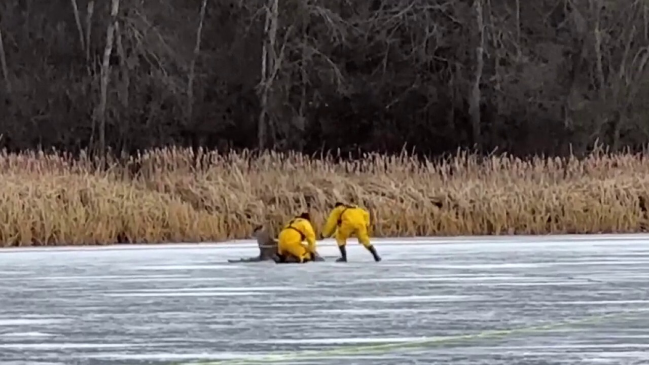 Michigan firefighters crawl on ice to rescue stranded deer 