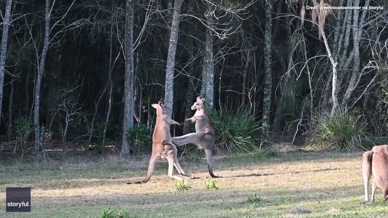 Surveyors watch two kangaroos box it out in Australia