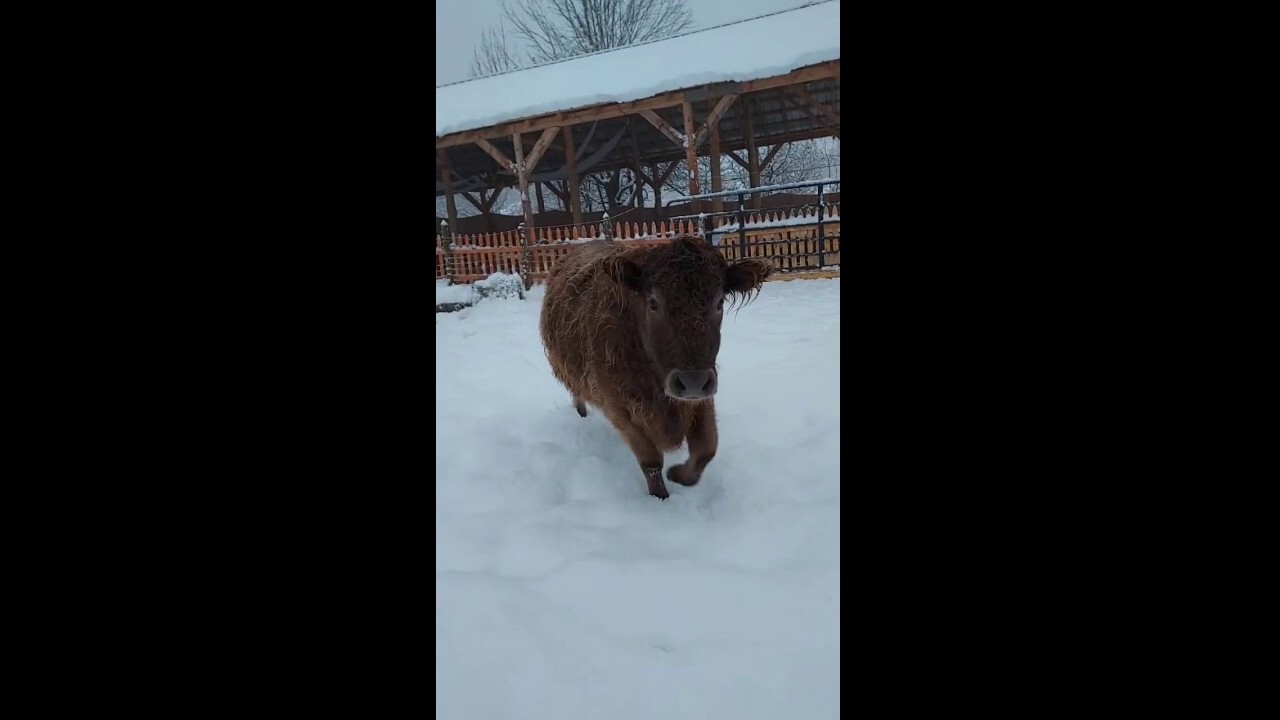 Cows in Vermont cope with extreme snow during winter weather advisory