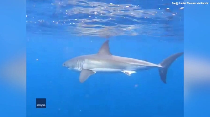 Family has amazing encounter with a great white shark. See the wild video! 