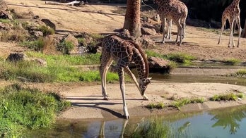 Baby giraffe struggles to drink water from a pond at Oakland Zoo