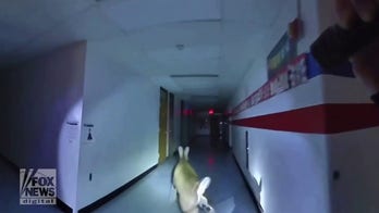 New Jersey police chase deer through halls of elementary school