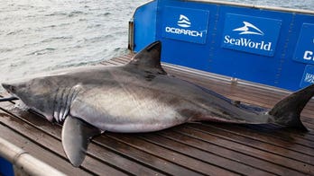 Massive 1,700-pound white shark tracked just off US coast