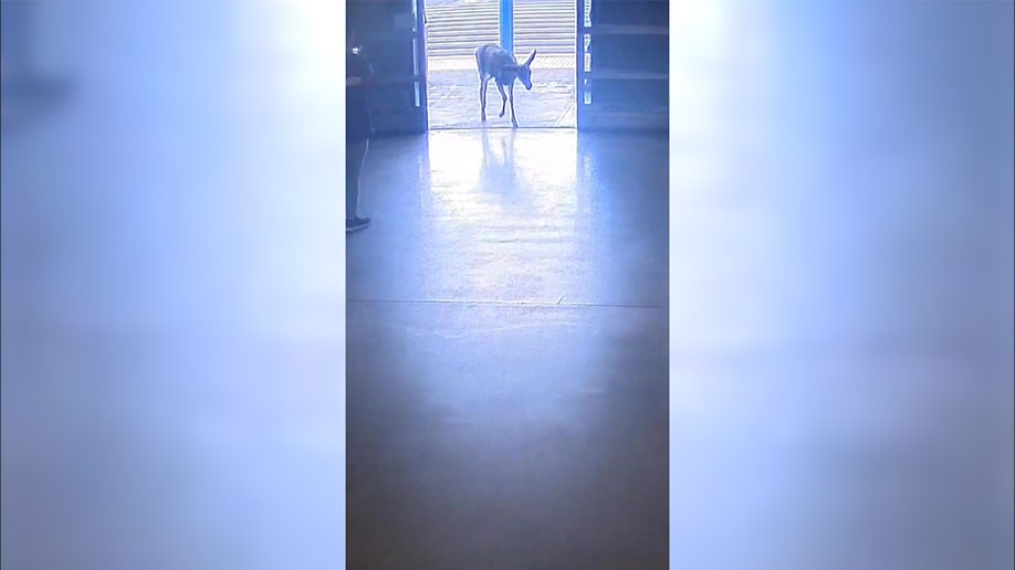 Runaway deer at store's entrance